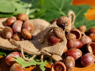 acorns, bag, nuts wallpaper