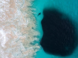 Aerial VIew Of Shark Inside Deep Sea wallpaper