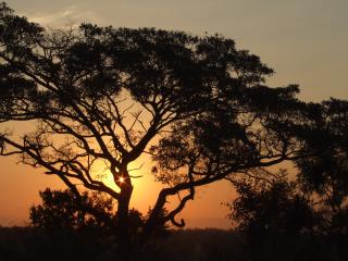 africa, sunset, trees wallpaper
