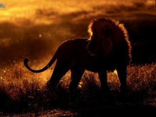African Lion wallpaper