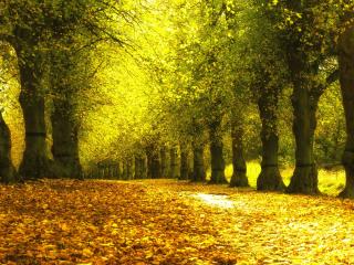 alley, foliage, autumn wallpaper