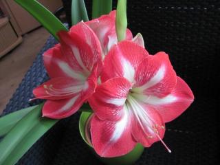 amaryllis, flower, two-color wallpaper