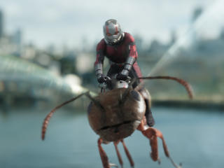 Ant-Man riding Ant in Ant-Man and the Wasp wallpaper
