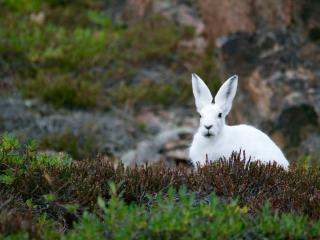 arctic hare, hare, polar Wallpaper