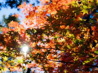 autumn, foliage, trees wallpaper