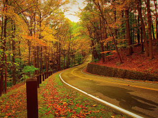 autumn, forest, road wallpaper