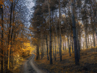autumn, forest, trail wallpaper
