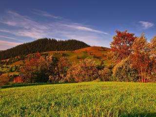 autumn, grass, trees wallpaper