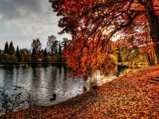 autumn, park, foliage Wallpaper