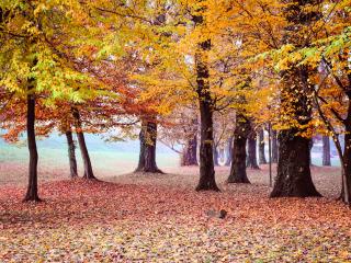 autumn, park, trees Wallpaper