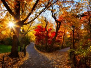 autumn, park, trees wallpaper