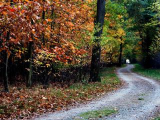 autumn, trail, trees wallpaper