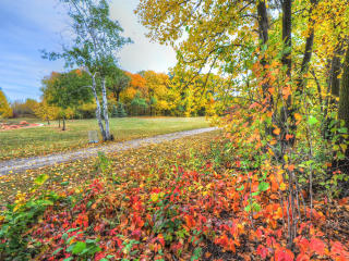 autumn, trees, footpath wallpaper