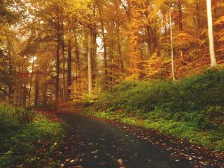 autumn, trees, forest wallpaper