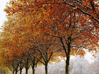 autumn, trees, winter Wallpaper