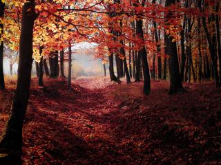 Autumn Woods Trees Fall Forest Wallpaper