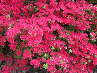 azalea, shrub, bloom Wallpaper