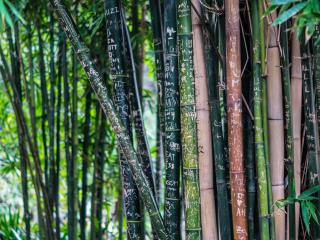 bamboo, plant, inscriptions wallpaper