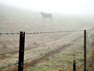 barbed wire, fence, grass wallpaper