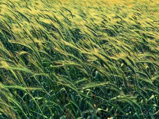 barley, cereals, field Wallpaper