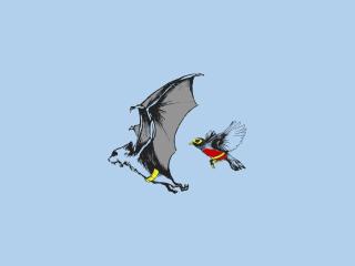 bat,  bird, fly wallpaper