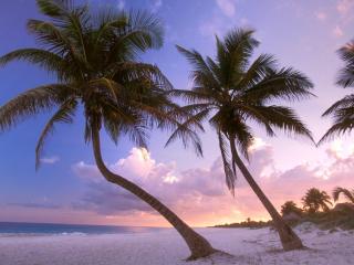 beach, palm trees, sand wallpaper