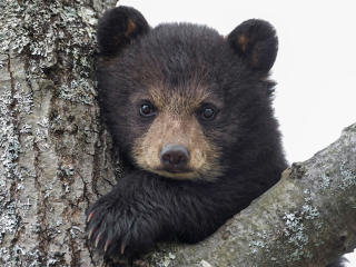 bear, cub, eyes wallpaper