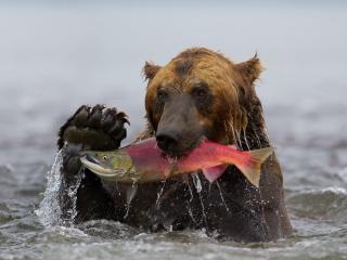 bear, fish, fishing wallpaper