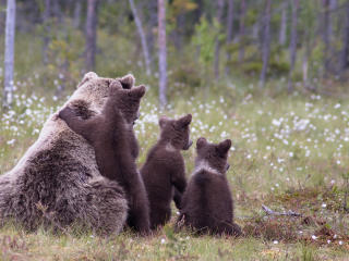 bears, cubs, grass wallpaper