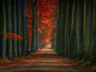 Beautiful Tree-Lined Road Wallpaper