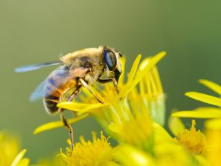 bee, flower, pollination wallpaper