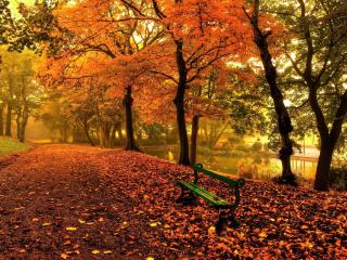 Bench And Trees From Autumn Park In Fall wallpaper