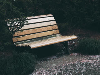 bench, park, foliage Wallpaper
