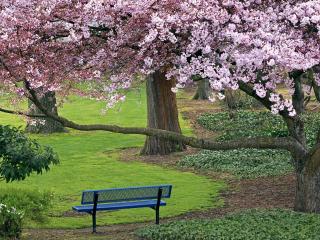 bench, tree, spring wallpaper