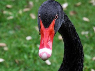 black swan, bird, beak wallpaper