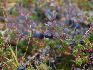 blueberries, branches, berries Wallpaper