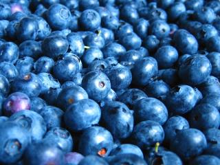 blueberry, berry, many wallpaper