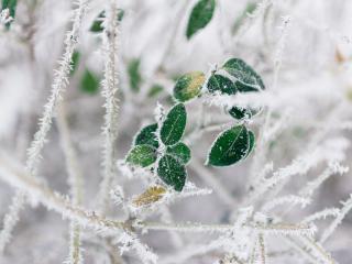 branch, frost, cold Wallpaper