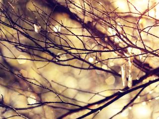 branch, glare, icicles wallpaper
