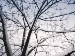branch, snow, winter wallpaper