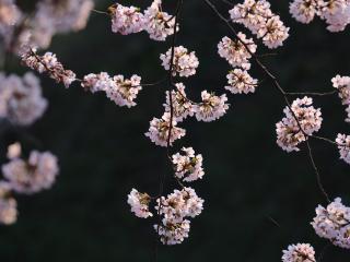 branch, spring, flowers wallpaper