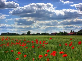 brandenburg, field, poppies wallpaper