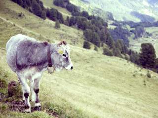 bull, cow, grass wallpaper