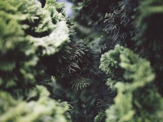 bush, pine needles, branches Wallpaper