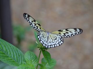 butterfly, wings, flapping wallpaper