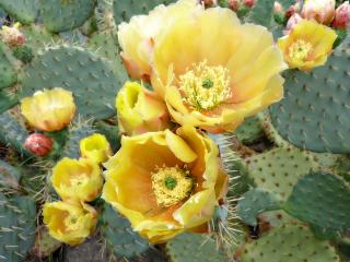 cactus, flowers, thorns Wallpaper