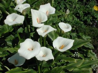 calla lilies, flowers, white Wallpaper