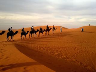 camels, caravan, desert wallpaper