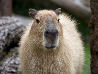 capybara, muzzle, nose wallpaper