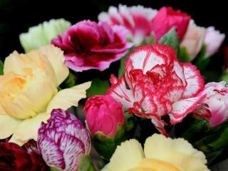carnations, flowers, bright Wallpaper